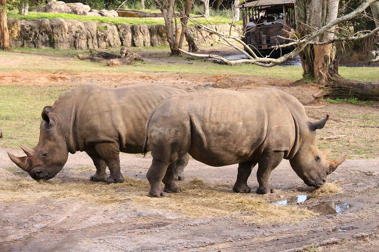Rinocerontes no safári — Um exemplo dos encontros com animais.